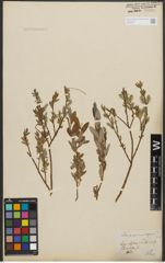 Foto von Salix purpurea L. x Salix repens L.